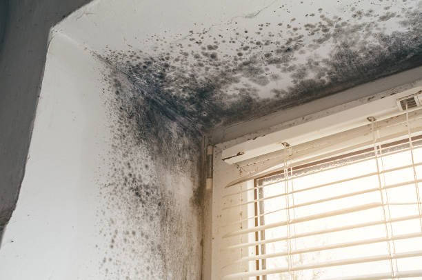 Affordable Mold Cleanup solutions in Alberta, VA